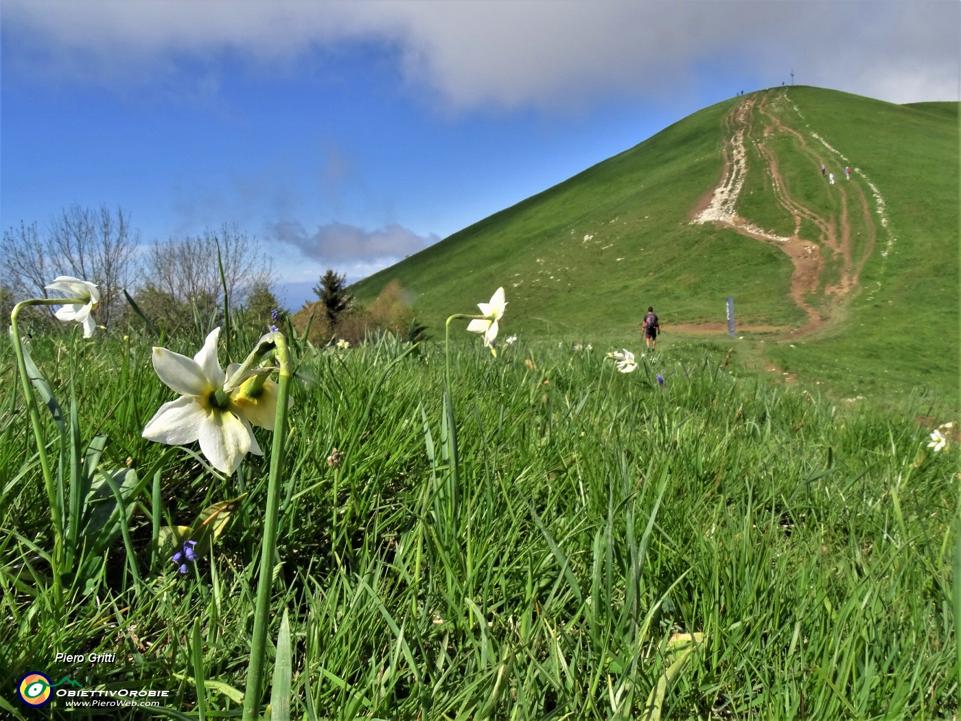 41 'Sfilata' di narcisi in Linzone.JPG